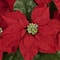 16.5&#x22; Potted Poinsettia in White Washed Planter